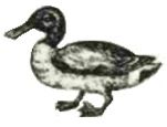 duck (shoveller)