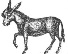 mule